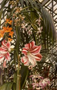 斯坦利 斯賓塞 Orchids 斯坦利 斯賓塞 Orchids